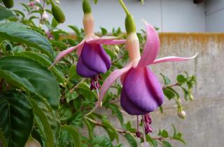 Семена фуксии не заглубляют при посеве — Азбука огородника