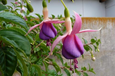 Семена фуксии не заглубляют при посеве — Азбука огородника