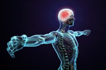 Интересные факты о нервной системе: шесть ее особенностей