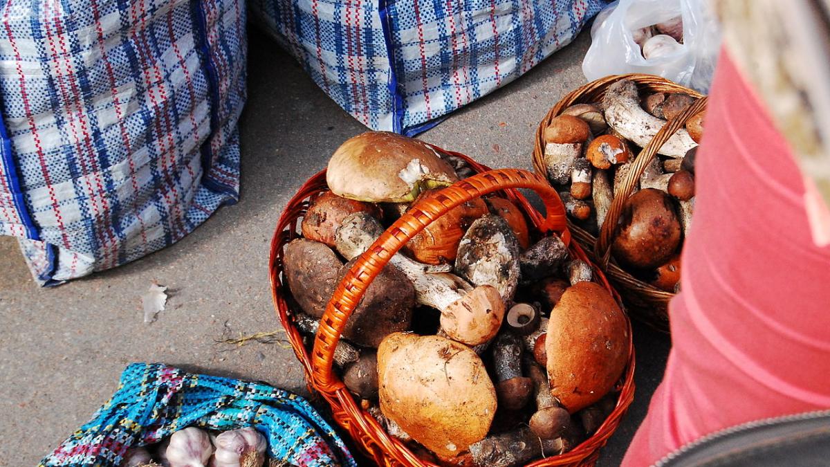 Грибы для продажи
