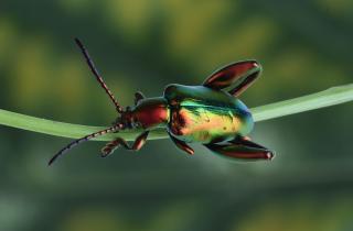 Когда шторм утих, пришли они: что пугает туристов на вьетнамских курортах