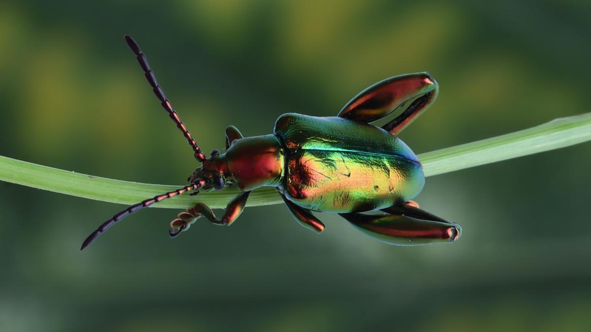 японский жук