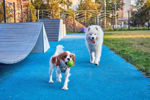 В Певеке открывают площадку для собак с горкой и барьером — администрация
