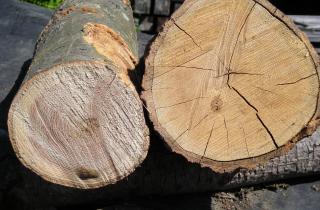 Карелия возглавила рейтинг по снижению незаконной заготовки древесины: Рослесхоз