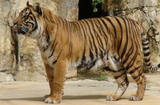 Блогеры заявили о плохих условиях содержания в пекинском зоопарке