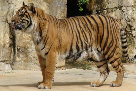 Блогеры заявили о плохих условиях содержания в пекинском зоопарке