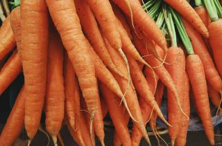 Дражированные семена моркови легче переживают оттепели — агрономы