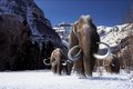 Российские ученые восстанавливают степь ледникового периода Российские ученые восстанавливают степь ледникового периода
