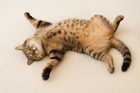 Почему некоторые животные светятся в темноте
