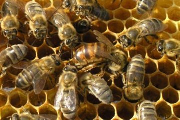Появилась первая в мире вакцина для пчел