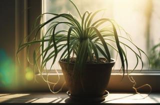 Подкормка по сухому грунту опасна — садоводы