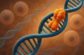 Новый штамм потребляет на 44% меньше питательных веществ — Лю, учёный