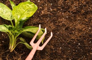 Загущенная посадка снижает урожайность овощей — агрономов