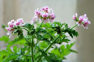 Герань подмерзает при температуре ниже 5 градусов — агрономы