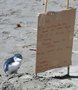 Люди приходят на помощь, чтобы перевести то, что хочет сказать маленький голубой пингвин Люди приходят на помощь, чтобы перевести то, что хочет сказать маленький голубой пингвин