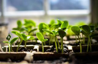 Лежали годами, но взошли: на что на самом деле влияет возраст семян