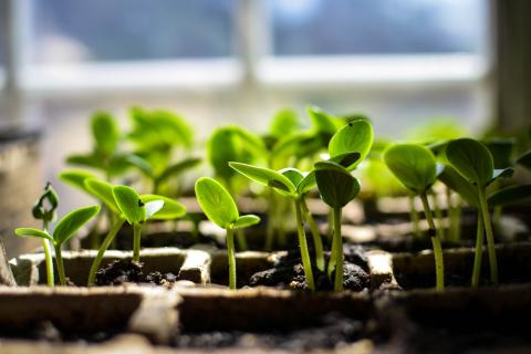 Лежали годами, но взошли: на что на самом деле влияет возраст семян