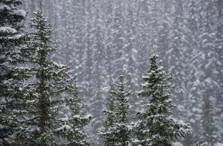 На стойбище Сопочиных в ХМАО появилось развлечение — катание на банане за снегоходом