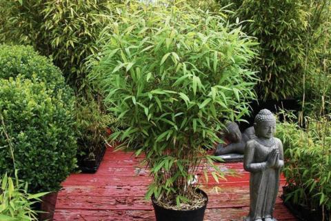 Подкормка по сухой почве повреждает корни растений — агрономы