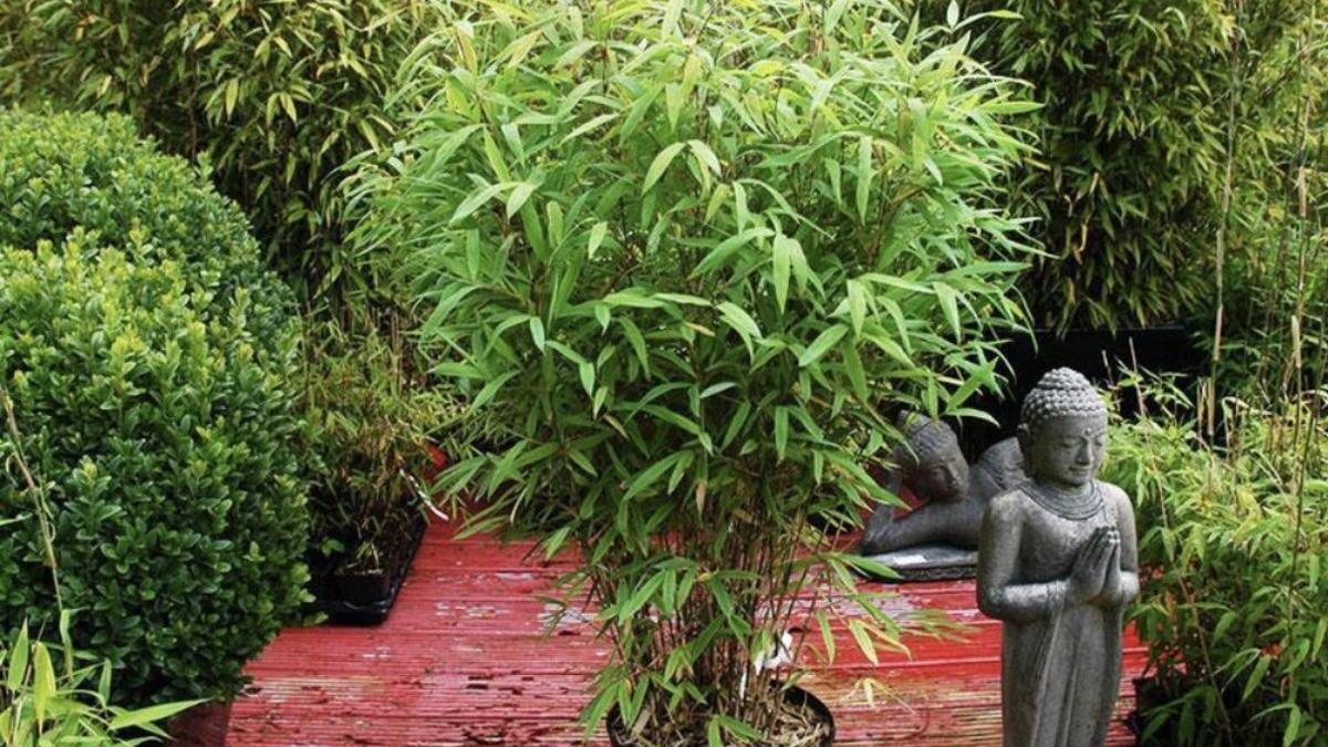 Арундинария