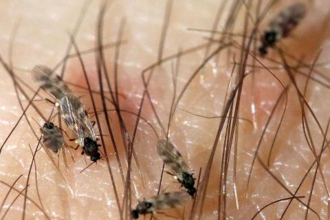 Пенсионер открыл тайну, пролежавшую 151 миллион лет: находка, изменившая историю насекомых