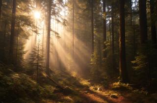 Не повторяйте эту ошибку: туристы рискуют жизнью, отправляясь в лес одни