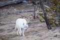 Йеллоустоун считает, что нужно помогать Йеллоустоун считает, что нужно помогать