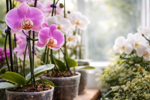 Орхидея снова зацветёт, если отрегулировать pH субстрата — Maison&Travaux