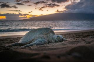 Мир, где жили крокодилы и мягкошёрстные черепахи: ребёнок случайно открыл древнее прошлое Земли