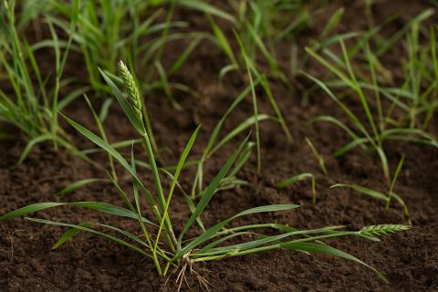 Корни сорняков разрыхляют почву и улучшают её структуру — агрономы