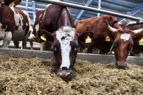 В Коми надоили 5597 килограммов молока на корову — Минсельхоз Коми