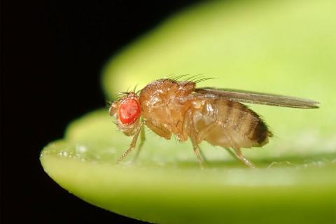 Кровь из мух и электрических угрей: странные медицинские теории прошлого