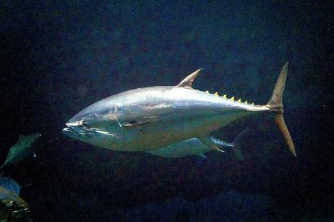 Тунец способен утянуть человека в воду — биологи