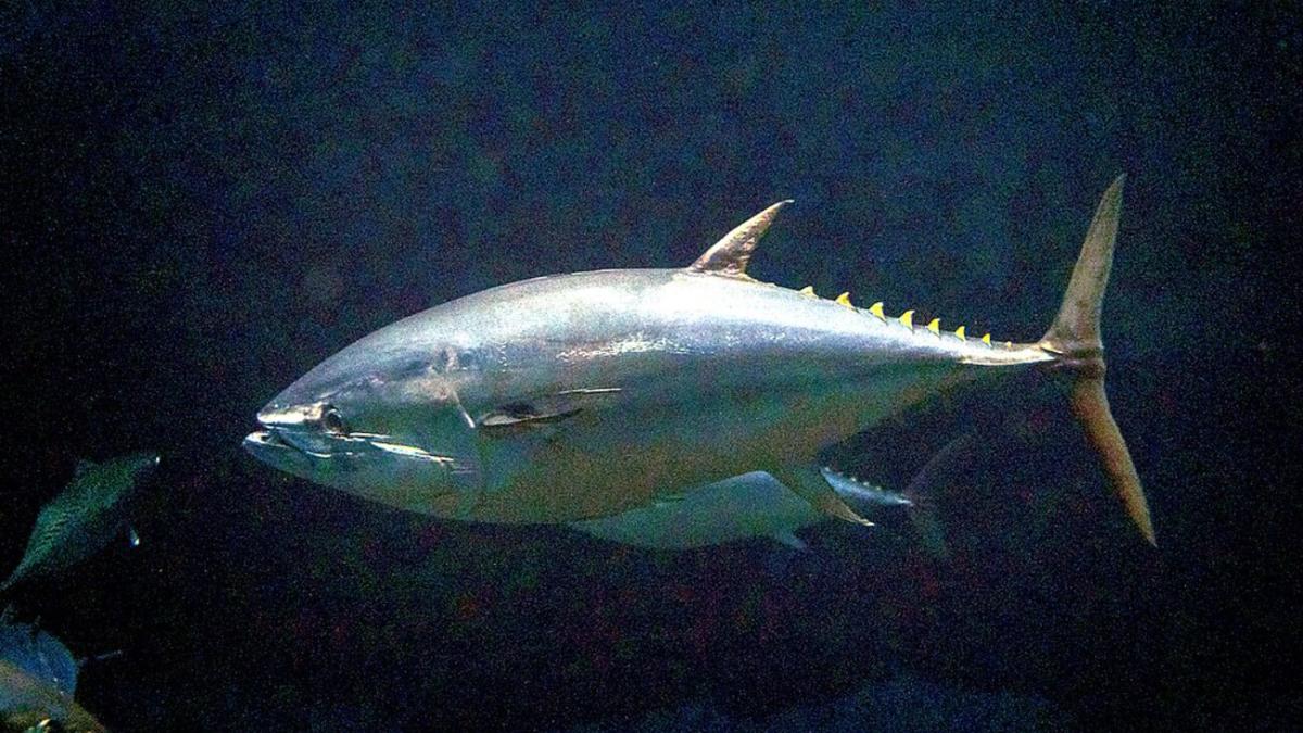 Гигантский тунец